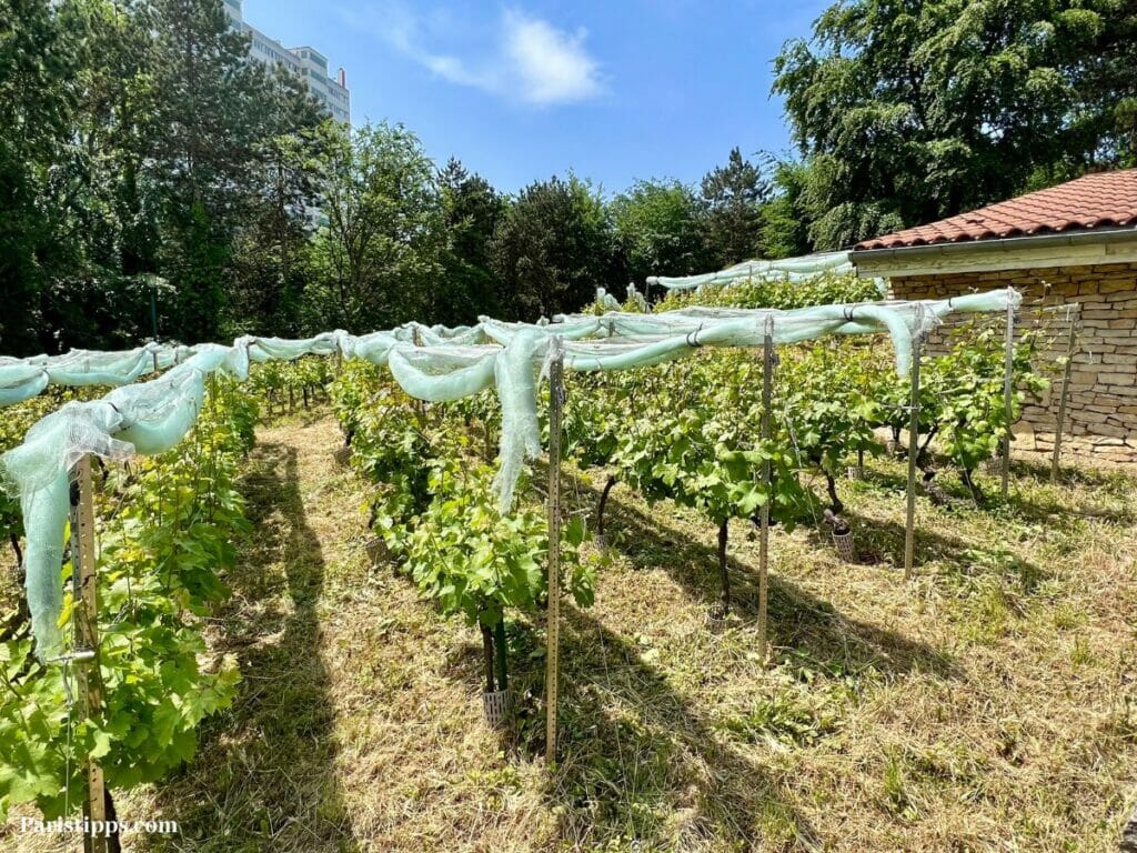 Geheimnis Paris: Weinberge im Park Georges Brassens