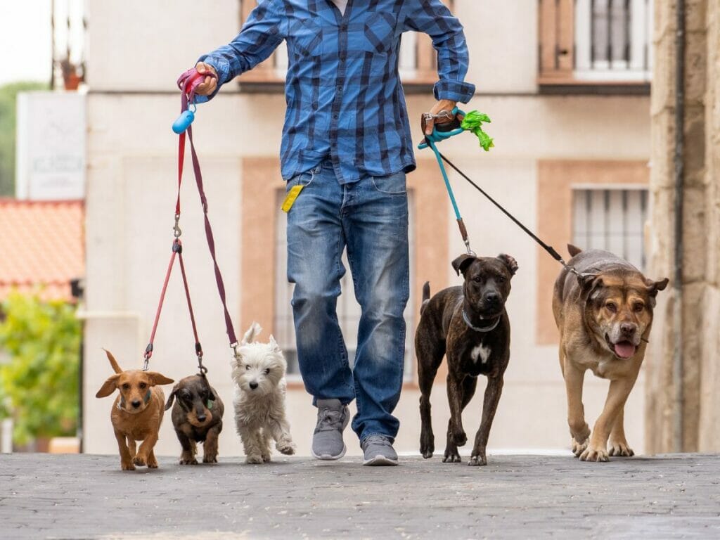 In Paris mit Hund Gassi gehen