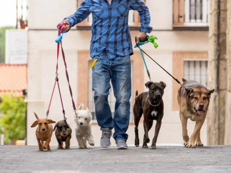 In Paris mit Hund Gassi gehen