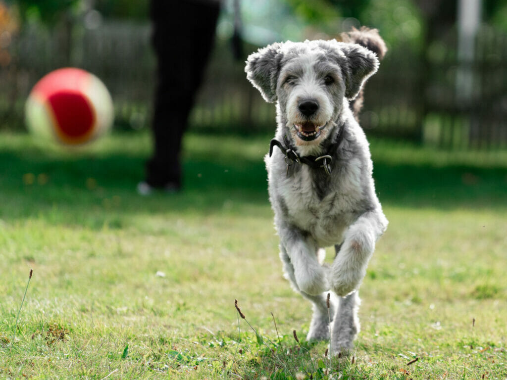 Hund in Paris: wo ist der nächste HUndepark?