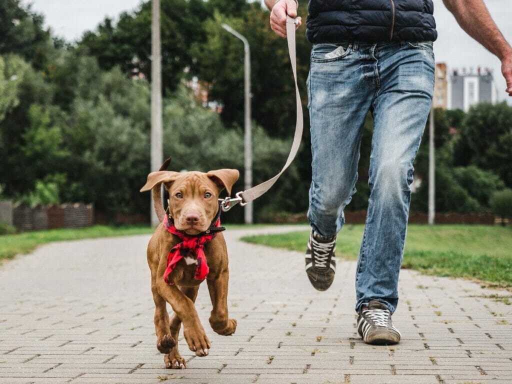 Hund in Paris: gassi gehen im Park