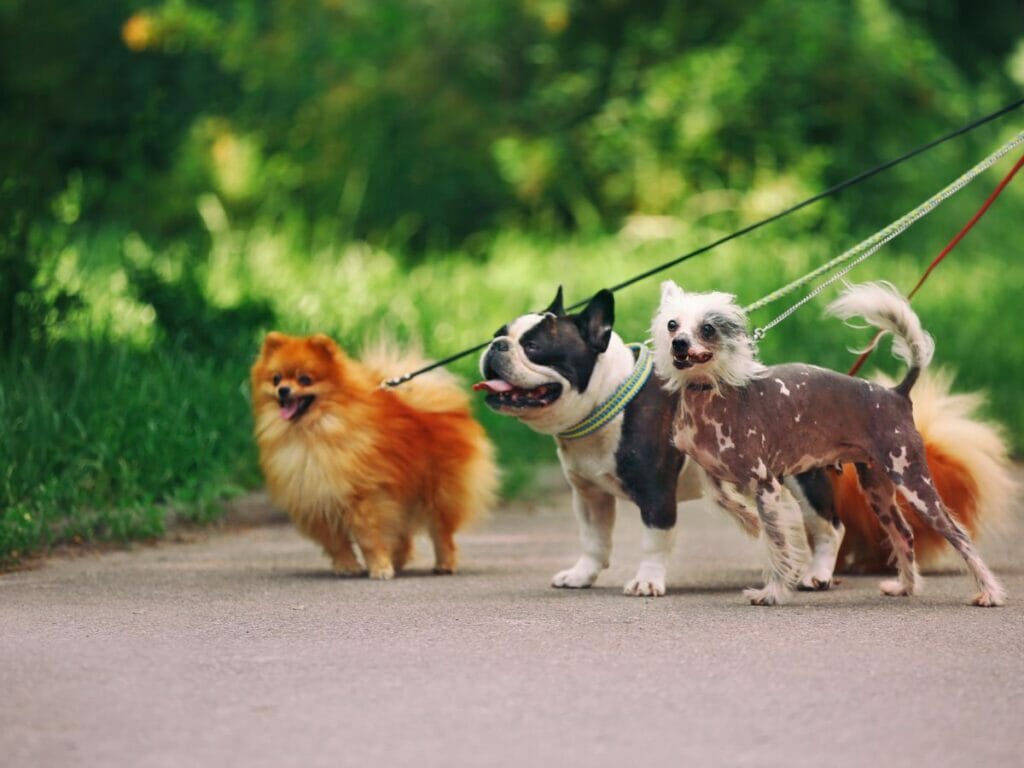 3 Hunde an Leine in Paris, leinenpflicht