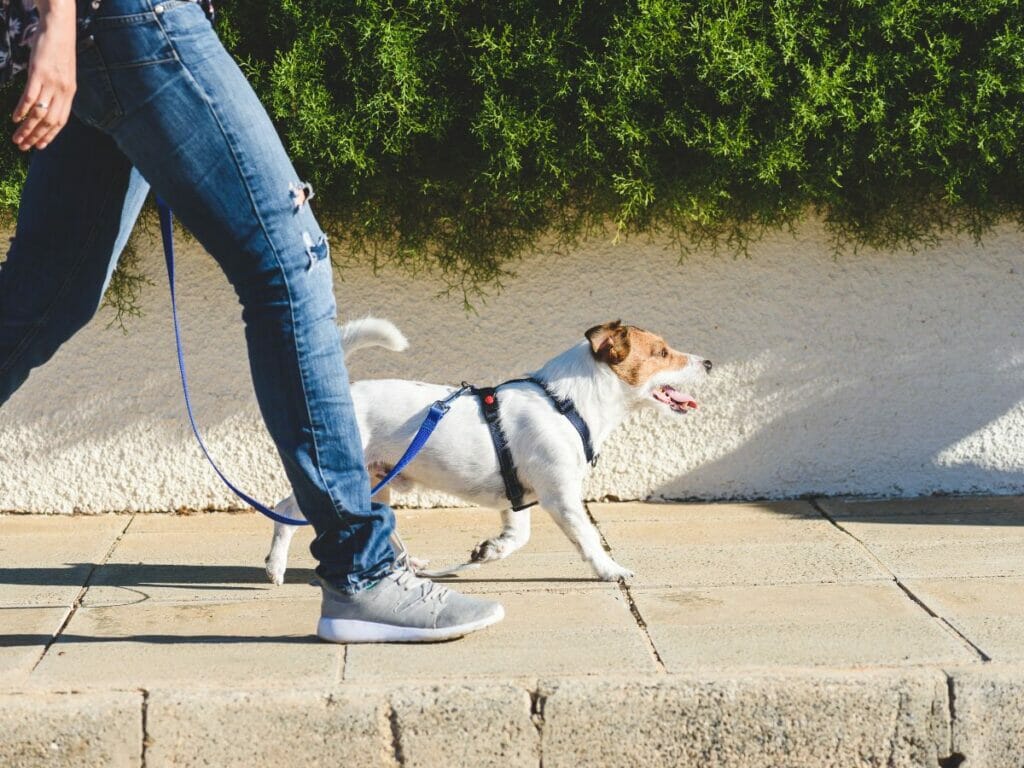 Hund in Paris: Hund läuft an Leine neben Herrchen