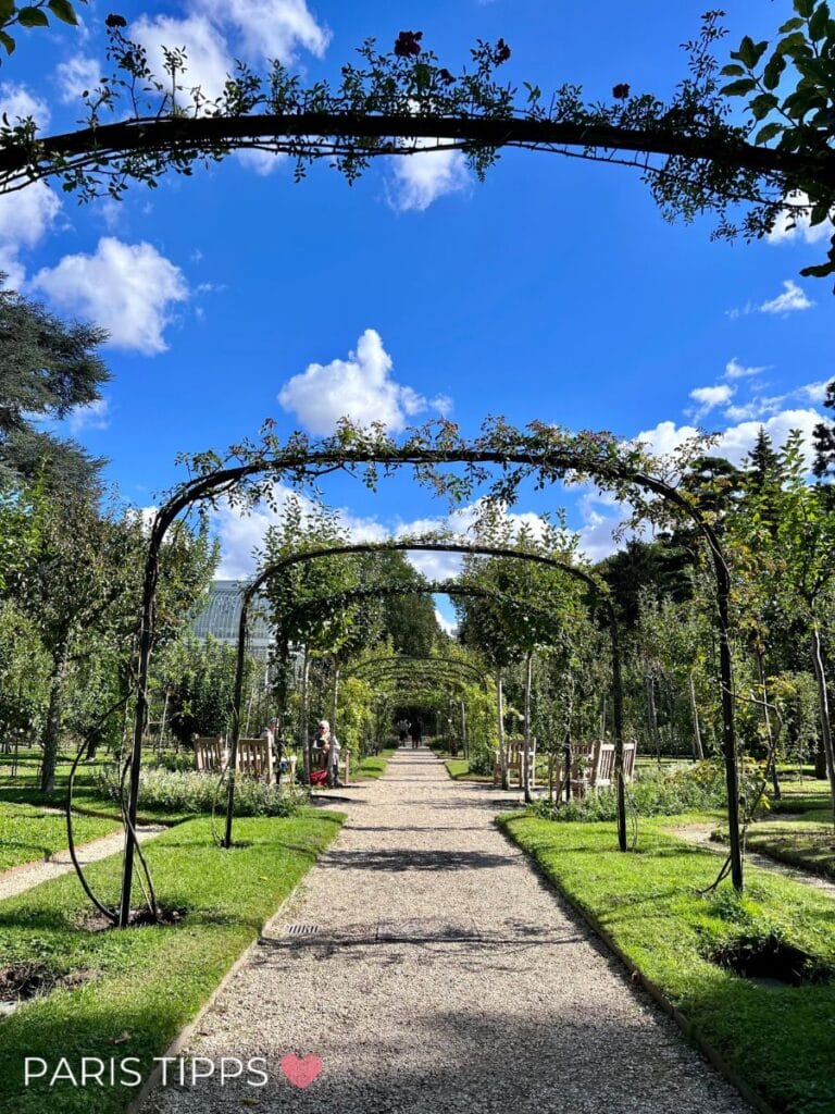 Ein romantischer Weg im Obst- und Rosengarten des Albert-Kahn-Museums, gesäumt von Metallbögen mit rankenden Pflanzen unter strahlend blauem Himmel.