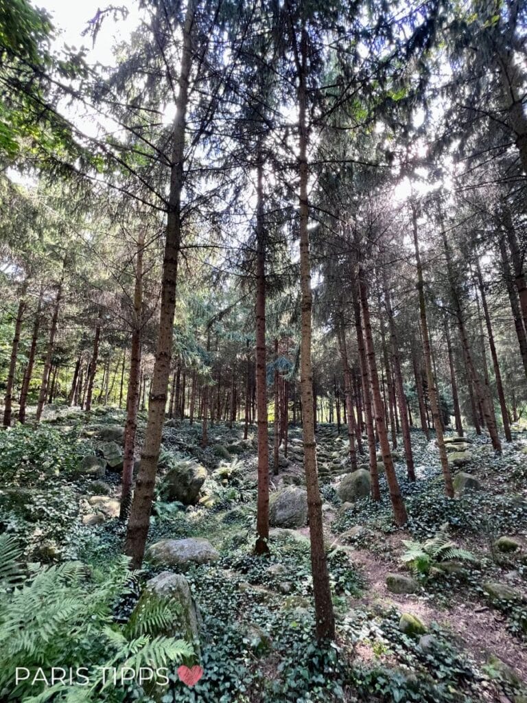 Dichter Wald im Albert-Kahn-Museum mit hohen Nadelbäumen und moosbedeckten Steinen, der an die Vogesen erinnert.
